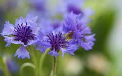 biozevtika_cornflower_001