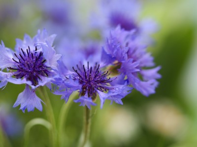 biozevtika_cornflower_001