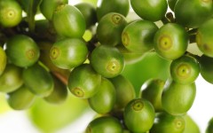 biozevtika_co2_extract_green_coffee_beans