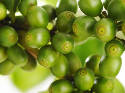 biozevtika_co2_extract_green_coffee_beans