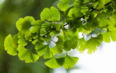 biozevtika_ginkgo_biloba_co2_extract