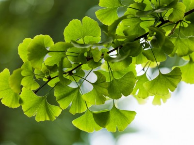 biozevtika_ginkgo_biloba_co2_extract