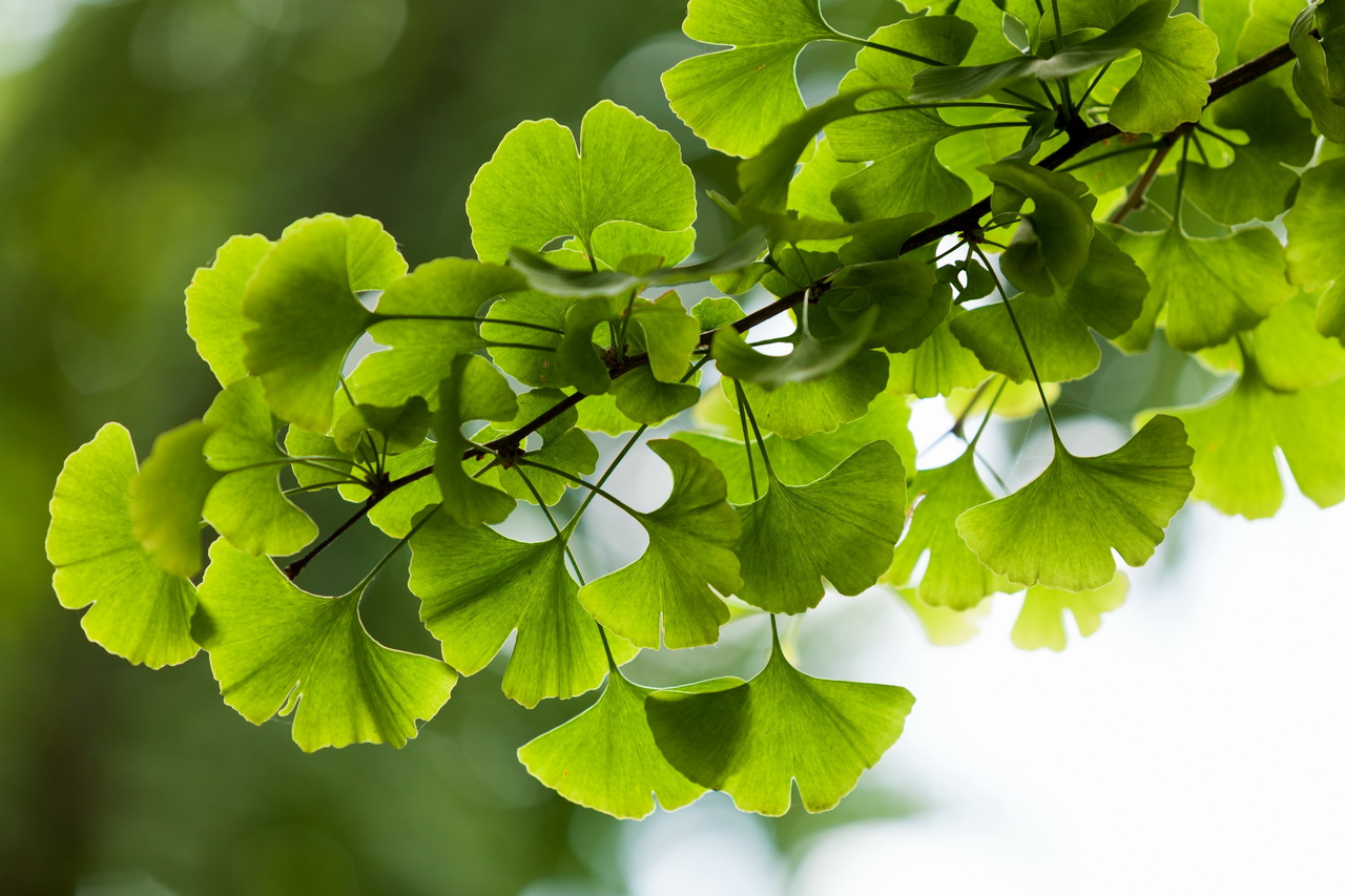 Экстракт Гинкго Билоба (Ginkgo biloba)