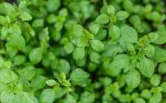 biozevtika_co2_extract_oregano