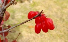 schisandra_limonnik_extract