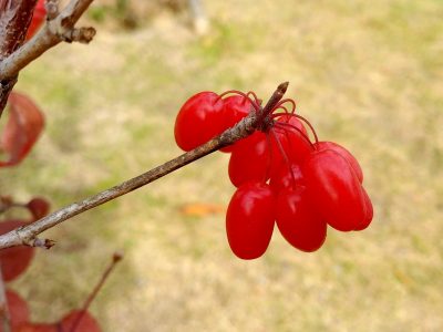 schisandra_limonnik_extract