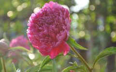 004-peony-extract-biozevtika