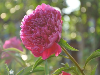 004-peony-extract-biozevtika