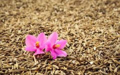 006-cumin-extract-biozevtika