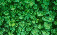 006-clover-1225988_1280