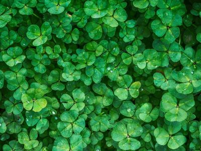 006-clover-1225988_1280