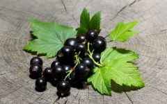 007-black_currant_leaves