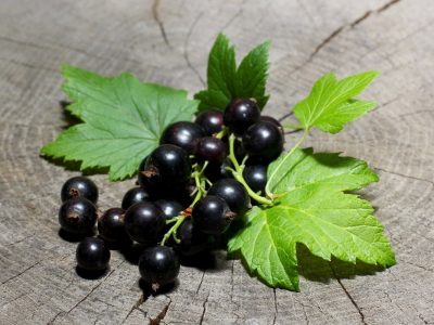 007-black_currant_leaves