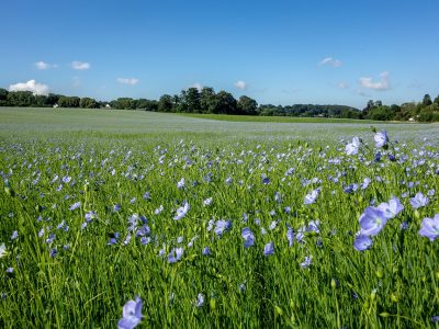 011-fields-3500447_1280