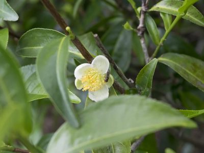 013-tea-flower-2579512_1280